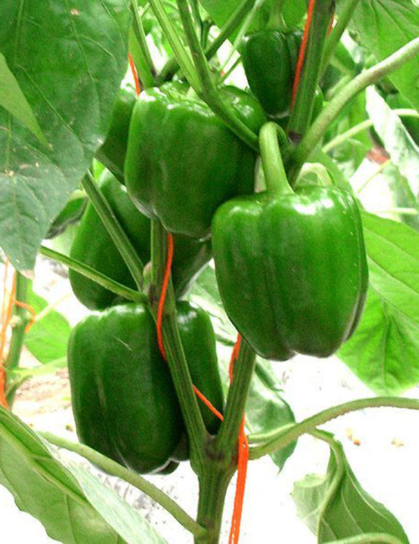 ����鿴��ϸ��Ϣ<br>���⣺��ɪ�� �Ķ�������3330