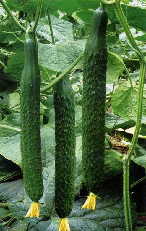 ����鿴��ϸ��Ϣ<br>���⣺���߶�ʢ �Ķ�������5549