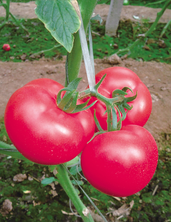 ����鿴��ϸ��Ϣ<br>���⣺������� �Ķ�������3886