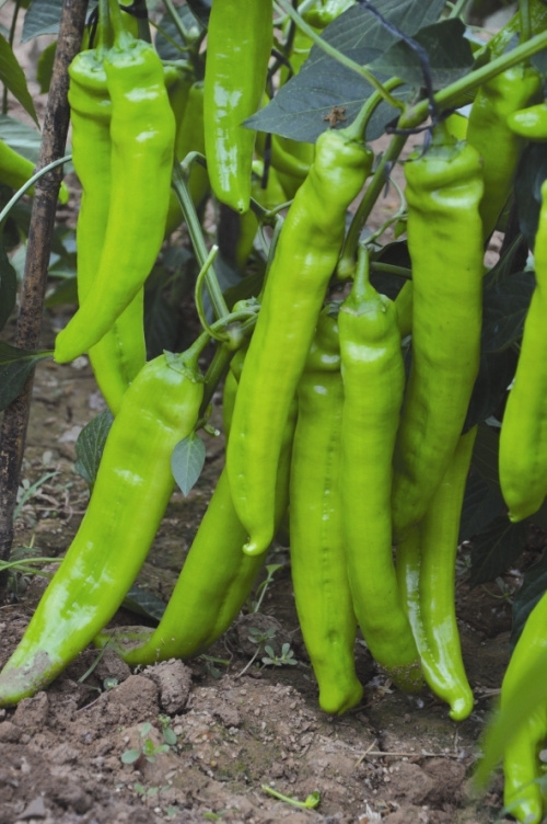 ����鿴��ϸ��Ϣ<br>���⣺����1�� �Ķ�������2503