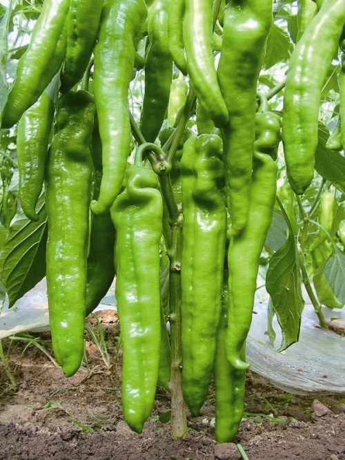 ����鿴��ϸ��Ϣ<br>���⣺����2�� �Ķ�������2493