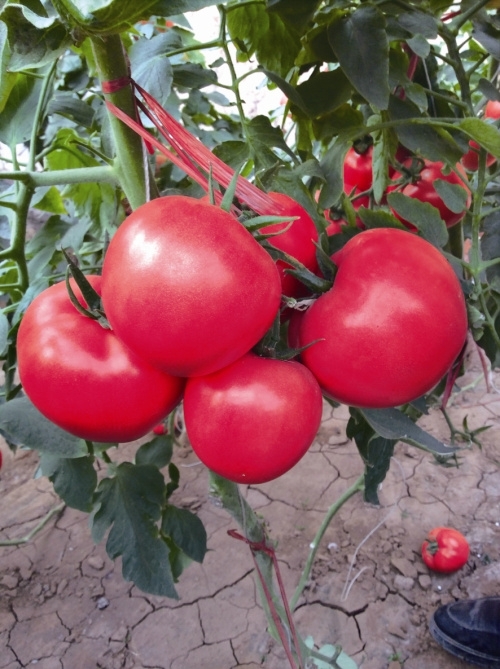 ����鿴��ϸ��Ϣ<br>���⣺�����ߺ� �Ķ�������1752