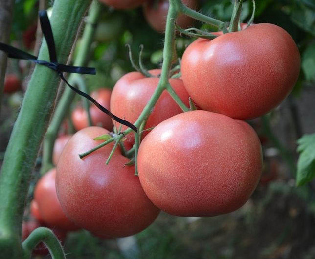 ����鿴��ϸ��Ϣ<br>���⣺��������2�� �Ķ�������2644