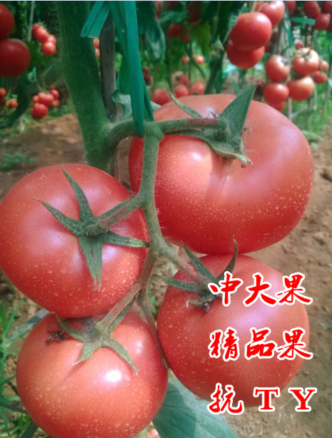 ����鿴��ϸ��Ϣ<br>���⣺�����ȷ� �Ķ�������3300