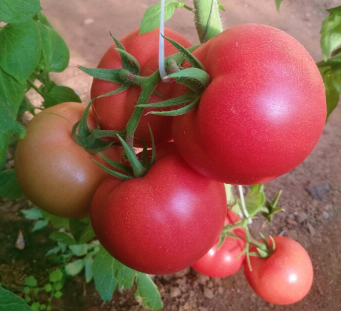 ����鿴��ϸ��Ϣ<br>���⣺��������4�� �Ķ�������3620