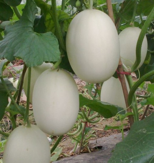 ����鿴��ϸ��Ϣ<br>���⣺���� �Ķ�������1979