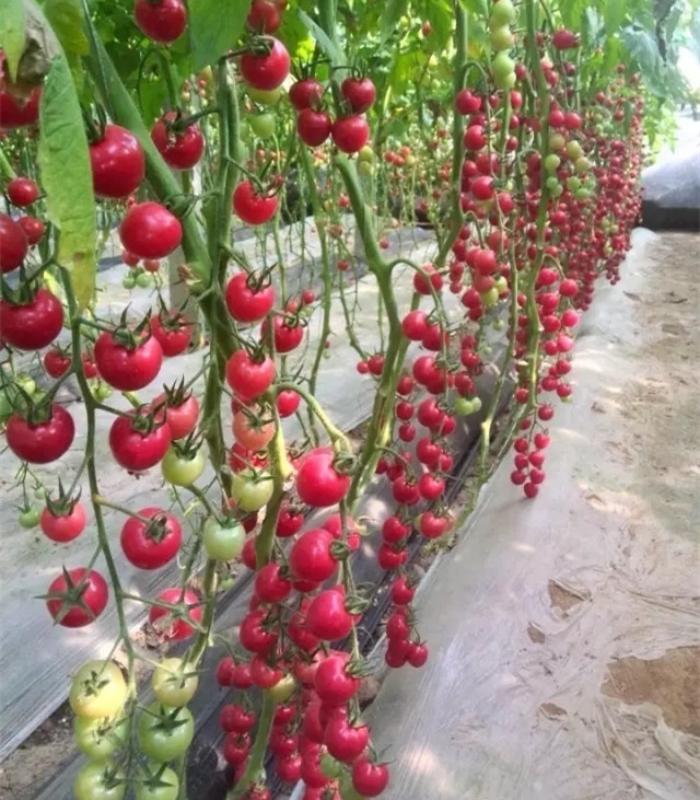 ����鿴��ϸ��Ϣ<br>���⣺����2�� �Ķ�������1756