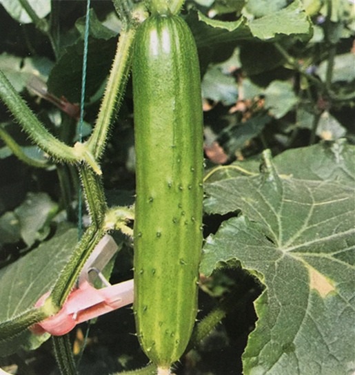 ����鿴��ϸ��Ϣ<br>���⣺ˮ���ƹ� �Ķ�������1787