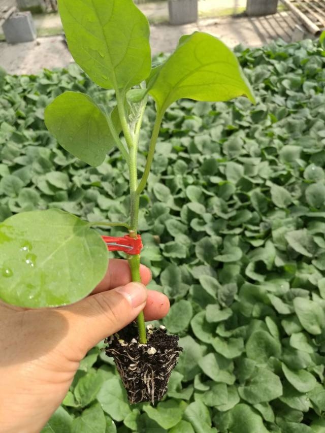 ����鿴��ϸ��Ϣ<br>���⣺�޽������� �Ķ�������2970