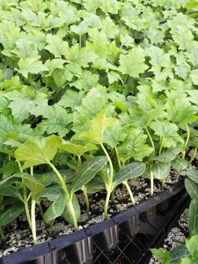 ����鿴��ϸ��Ϣ<br>���⣺˿���� �Ķ�������1854