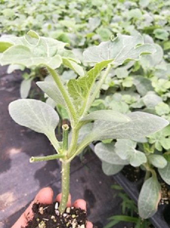 ����鿴��ϸ��Ϣ<br>���⣺�޽������� �Ķ�������1862