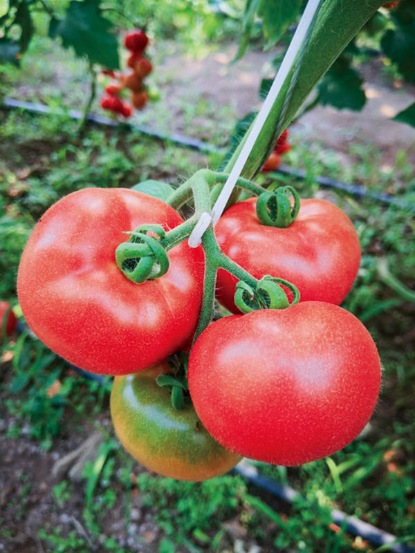 ����鿴��ϸ��Ϣ<br>���⣺��ݮ���� �Ķ�������1461