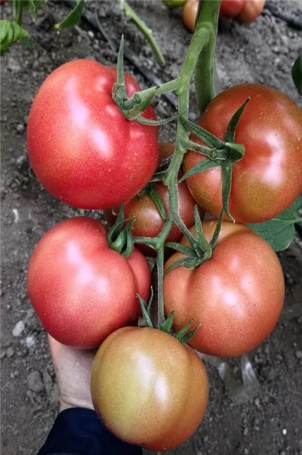 ����鿴��ϸ��Ϣ<br>���⣺���� �� ��4�� �Ķ�������656