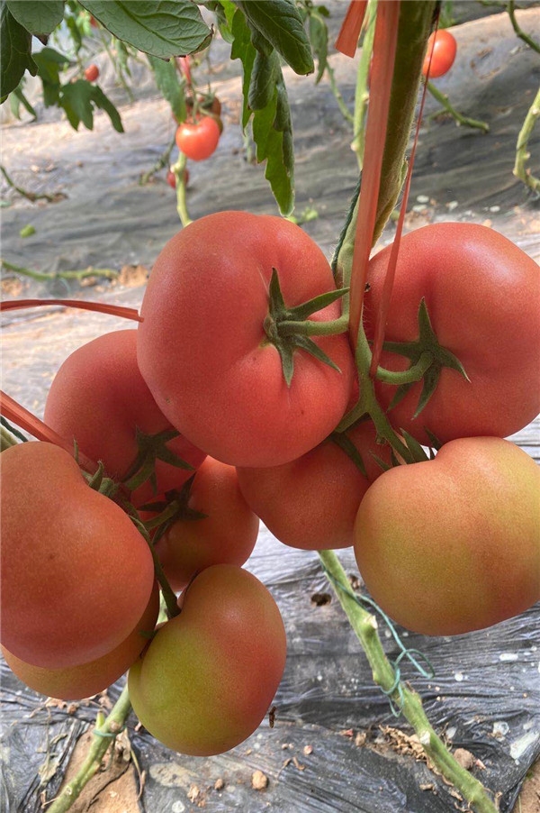 ����鿴��ϸ��Ϣ<br>���⣺���� �� ��4�� �Ķ�������708