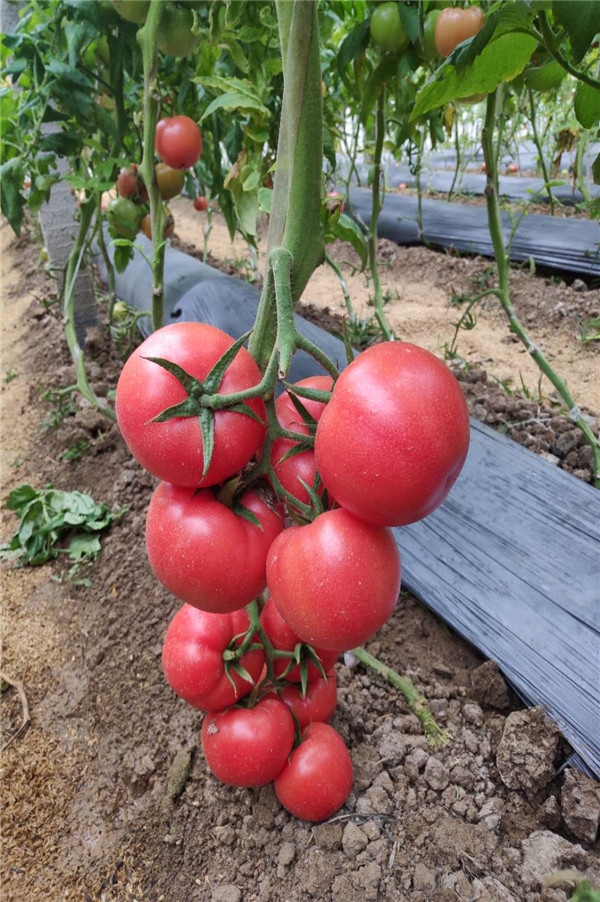 ����鿴��ϸ��Ϣ<br>���⣺���� �� ��4�� �Ķ�������767