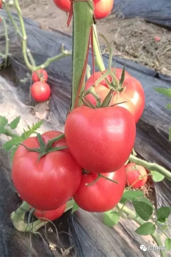 ����鿴��ϸ��Ϣ<br>���⣺���� �� ��3�� �Ķ�������659