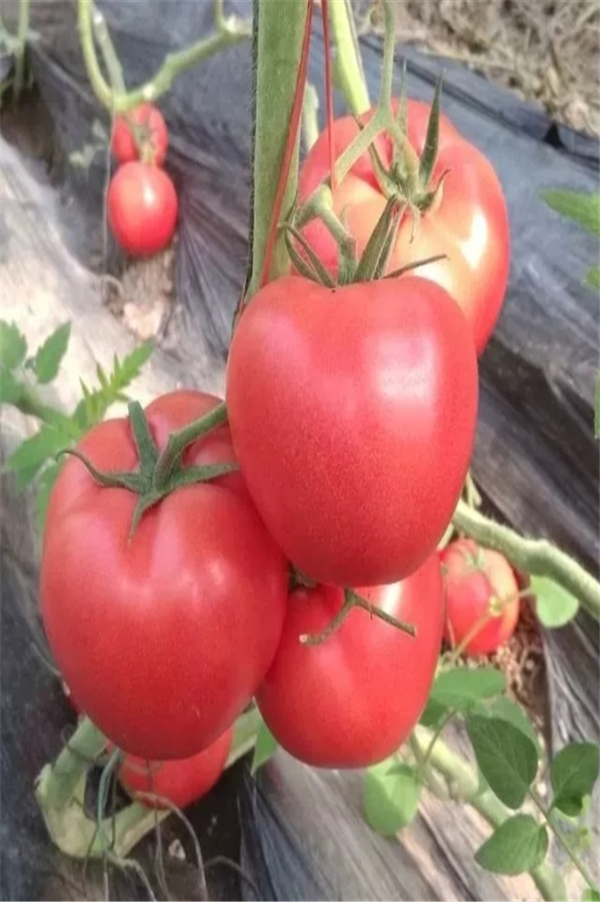 ����鿴��ϸ��Ϣ<br>���⣺���� �� ��3�š� �Ķ�������653