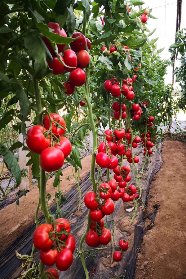 ����鿴��ϸ��Ϣ<br>���⣺��֮�� �Ķ�������868