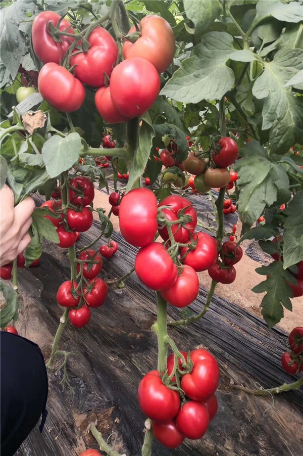 ����鿴��ϸ��Ϣ<br>���⣺��֮�� �Ķ�������863